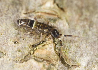 Springtail (Collembola) sitting on wood