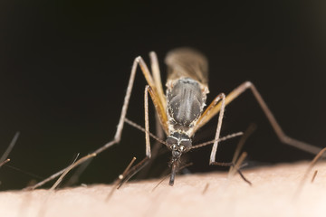 Mosquito sucking blood, extreme close-up with high magnification