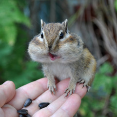 Бурундук (chipmunk) на руке
