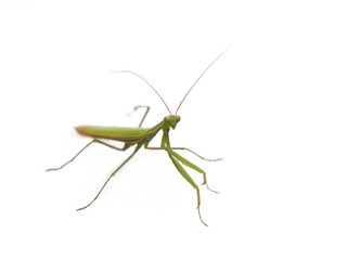 Europäische Gottesanbeterin (Mantis religiosa)