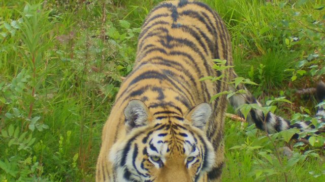 Sibirischer Tiger