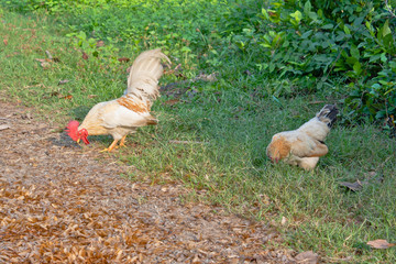 Cockerel/rooster and a hen wandering free range in the Thailand