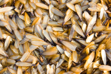 Group of insect termite
