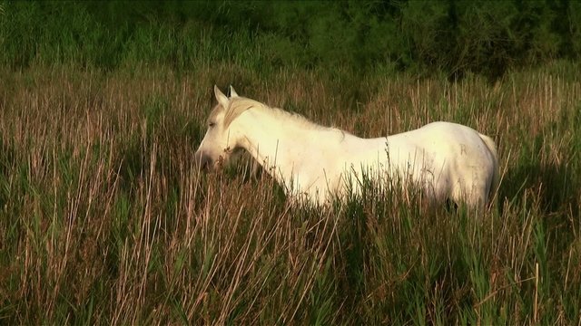 un cavallo della camargue