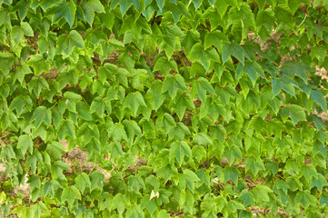 Pianta rampicante su muro