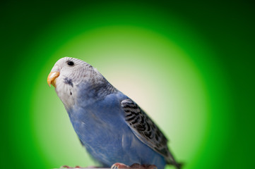 parrot budgies