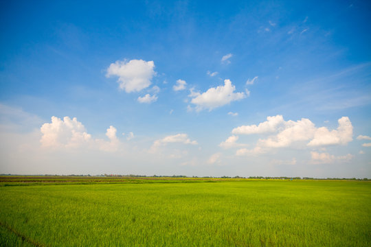 Green grass, the blue sky