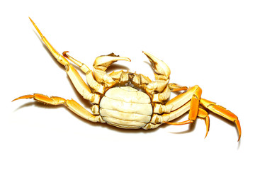 crab on a white background