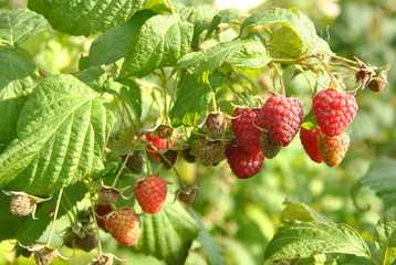 Maliny na krzaku © adgreenpl