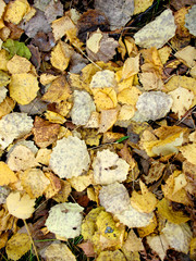 autumn leaves