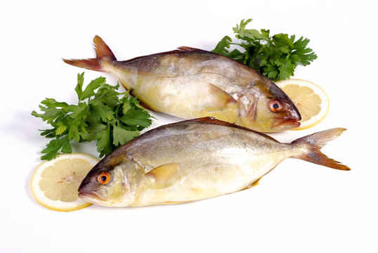 รูปภาพSeriola เลือกดูภาพถ่ายสต็อก เวกเตอร์ และวิดีโอ227 Adobe Stock