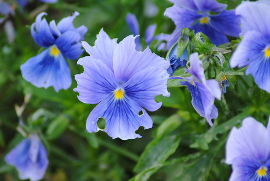angeknabbertes Stiefm&uuml;tterchen