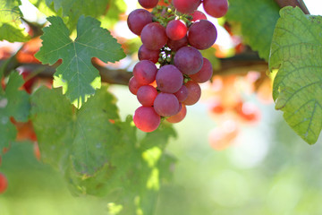 Trauben im Abendlicht