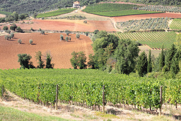 vineyard in Tuscany hill