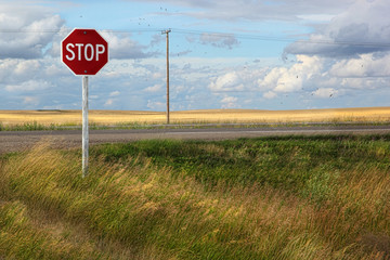 Rural stop sign on the prairies - 34911059