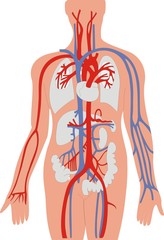 Veins and Arteries