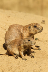 Mother and baby prairie dog