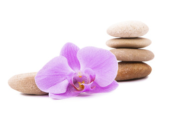 Obraz premium Brown stones and purple orchids.