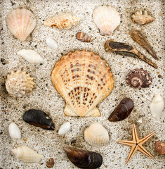 Sea shells