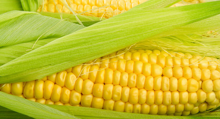 Fresh corn