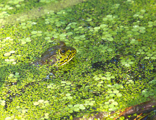HDR Pig frog