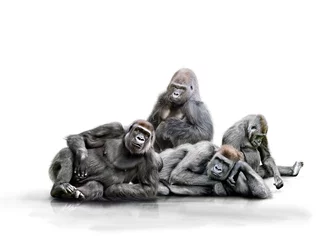 Selbstklebende Fototapete Affe Affenbande