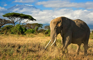 Lone elephant in front of Mt. Kilimanjaro
