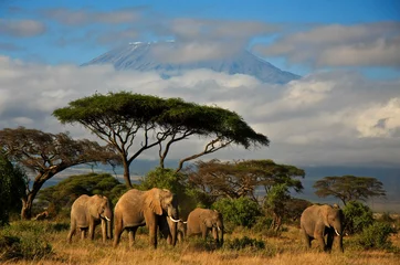 Crédence en verre imprimé Kilimandjaro Famille d& 39 éléphants devant le mont Kilimandjaro
