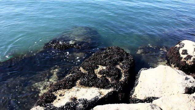 MOULES