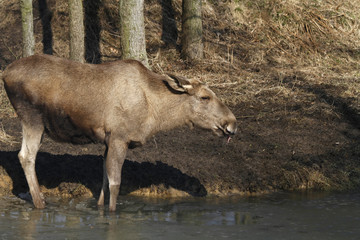 Elch im Wasser