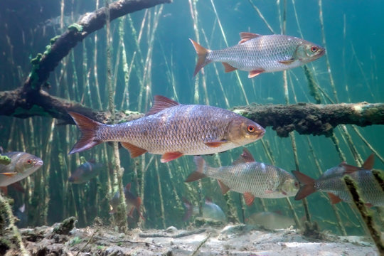 Schoal of roach in the lake