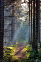 Sun rays on footpath in forest