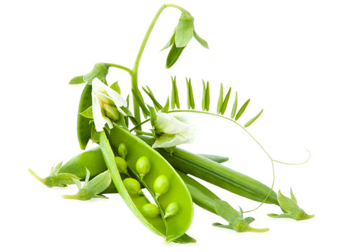 Pea pods with  flowers on a white background