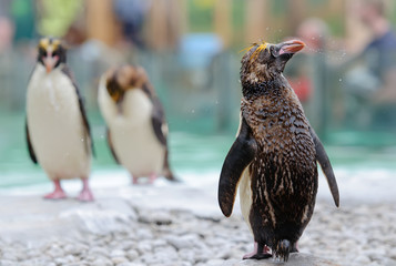 Northern Rockhopper Penguin shakes itself after swimming with other penguins watching in background. Selective focus
