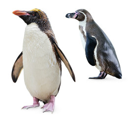 Geïsoleerde pinguïns. Twee pinguïns van verschillende variëteiten (Northern Rockhopper en Humboldt-pinguïns) staan geïsoleerd op een witte achtergrond