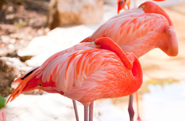 Sleeping pink flamingos in Mexico