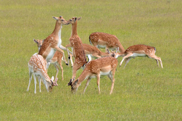 Juvenile fallow deer bucks testing each other out