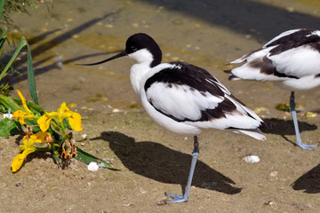 Avocet