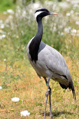 Fototapeta premium Eurasian Crane