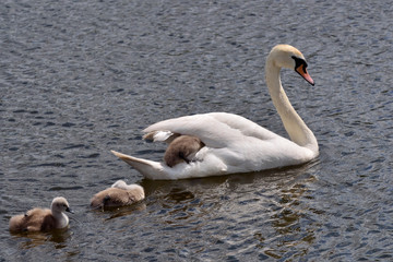 Mute swan with cygnets