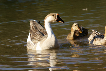 Goose with duck in river