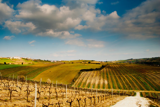 Vinha 이미지 – 찾아보기 448 스톡 사진, 벡터 및 비디오 | Adobe Stock