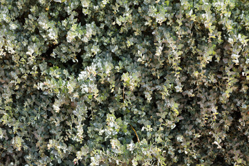 Green Leaves Background
