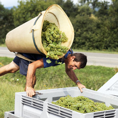 farmer harvesting the grapes during the harvest in France