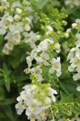 白のアンゲロニア