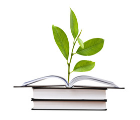 citrus sapling growing from book