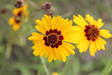 黄色いデイジー畑