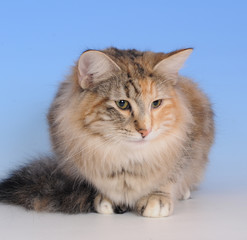 NORVEGESE DELLE FORESTE.