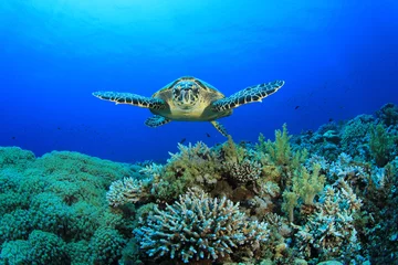 Tableaux ronds sur aluminium brossé Tortue Hawksbill Sea Turtle and Coral Reef