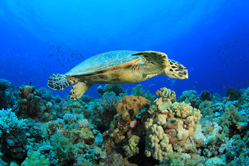 Hawksbill Sea Turtle and Coral Reef